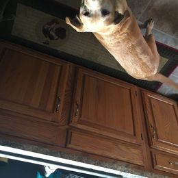 Honey - Labrador Retriever