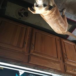 Honey - Labrador Retriever