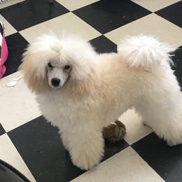 Poodle Puppies from Adagio Toy Poodles