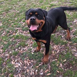 Rottweiler Puppies from Bronx Von Bridges Rottweilers
