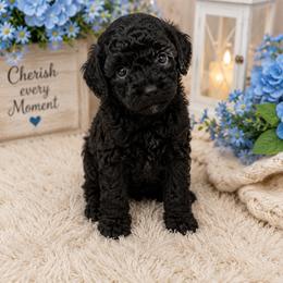 Gucci - Black and tan male Cavapoo puppy in Myrtle Beach, South Carolina from Colorful-K9'S