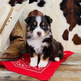 RUBY - Red tri-color female Australian Shepherd puppy in Durand, Wisconsin from Larson’s Legacy Aussome Aussie Kennels