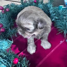 Gelato - Chocolate female Shih Tzu puppy in Toccoa, Georgia from Shorkie & Shih Tzu Haven