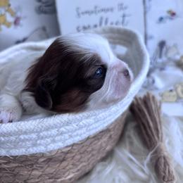 Sprout - Liver and white male Shih Tzu puppy in Avondale, Arizona from Riley Family Shih Tzus