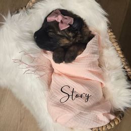 Story - Sable female German Shepherd puppy in Tippecanoe, Indiana from Mächtiger Barkerheim