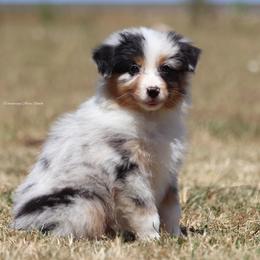 BMM9 - Blue merle Australian Shepherd puppy in Chehalis, Washington from Wandering Acres Ranch
