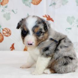 Bourbon - Blue merle male Miniature Australian Shepherd puppy in Bauxite, Arkansas from J & B Mini Aussies