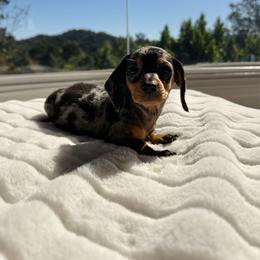 Twinkle - Dapple male Dachshund puppy in San Diego, California from Enchantables