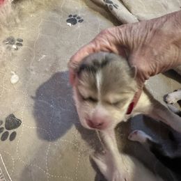 Girl 2 - Merle female Pomsky puppy in Leesburg, Virginia from Capital Pomsky