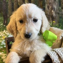 Green - Cream male Goldendoodle puppy in The Woodlands, Texas from Gracie's Goldendoodles and Bernedoodles