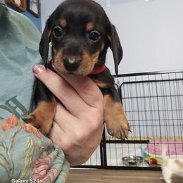 Red - Black and tan male Dachshund puppy in Kalama, Washington from Neeley Family's Weenies