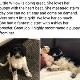 Poodle Puppies from Amas Veritas Poodles LLC
