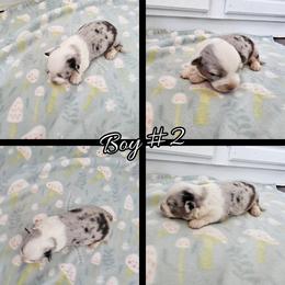 Boy 2 - Blue merle and white male Cardigan Welsh Corgi puppy in Natchitoches. La, Louisiana from Bleu Bayou Corgis