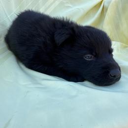 Black male - Black male German Shepherd puppy in Jennings, Kansas from Lost Creek German Shepherds LLC