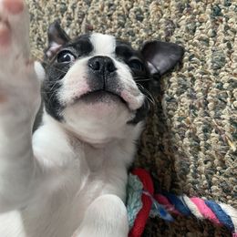 Boston Terrier Puppies from Candied Bostons