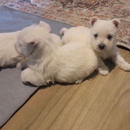 Winter girl. - White female West Highland White Terrier puppy in Hoschton, Georgia from AKC  Westie World