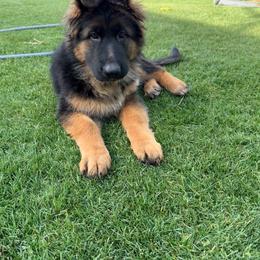 AKC Red Girl - Black and red female German Shepherd puppy in Bakersfield, California from Aguirre Farm