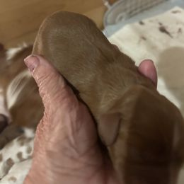 Cavalier King Charles Spaniel All Grown Up from Cutie Pie Cavaliers