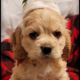 Cocker Spaniel Puppies from -PrincetonzSpanielz-