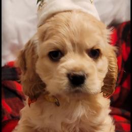 Cocker Spaniel Puppies from -PrincetonzSpanielz-