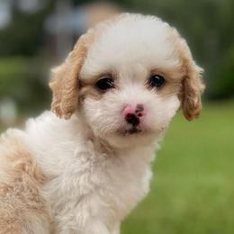 Judah - Parti male Poodle puppy in Alpine, Alabama from Alpine Acres Poodles