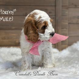 Stormy - Brown and white male Cockapoo puppy in Payson, Utah from Crandall’s Doodle Barn