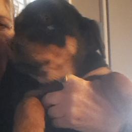 Girl 2 - Black and mahogany female Rottweiler puppy in De Witt, Iowa from Irish Eyes Kennels