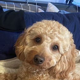 Diamond - Goldendoodle