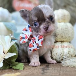 Candy 5500 - Merle female Chihuahua puppy in Piqua, Kansas from Cute As A Cupcake Chihuahuas