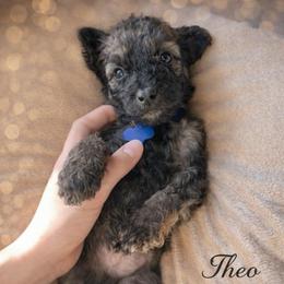 Theo - Wheaten male Whoodle puppy in Knoxville, Tennessee from Fleury Farm Doodles TN