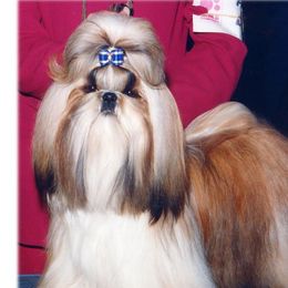Shih Tzus from Harper Haven