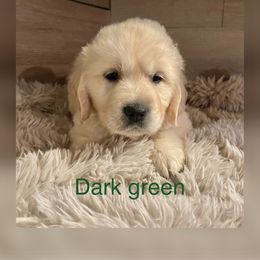 Dark Green - Golden Retriever puppy in Linden, Michigan from High Society Farm