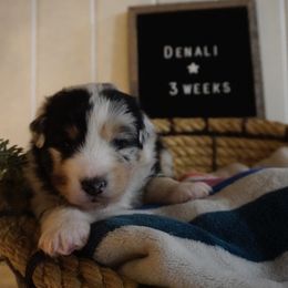 Australian Shepherd Puppies from Kelly Krew Aussies