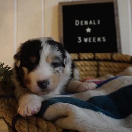 Australian Shepherd Puppies from Kelly Krew Aussies