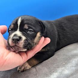 Black Tri Ticked - Black tri-color female American Bully puppy in Lexington, Kentucky from Deuce's Den