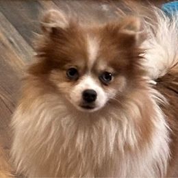 Tink - Pomeranian