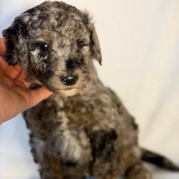 Olaf - Merle male Goldendoodle puppy in Windsor, Colorado from Front Range Family Doodles