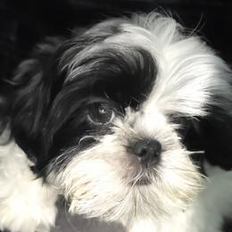 Boy1 - Black and white male Shih Tzu puppy in Buxton, Maine from Shih Tzu Junction