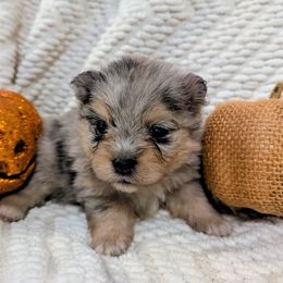 Zelda - Blue merle female Pomeranian puppy in Comer, Georgia from HillTop Pomeranians ✨