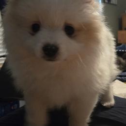Pomsky Puppies from Bobbie Shurtz