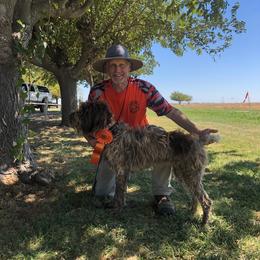 Wirehaired Pointing Griffon Puppies from VC Studs / Sugar Pine Griffon Puppies