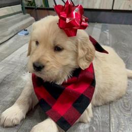 Daisy - Dark golden female Golden Retriever puppy in Auora, Colorado from Grace Skye Goldens