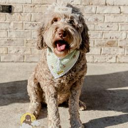 Penny - Goldendoodle