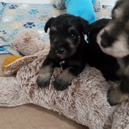 Black and Silver boy. - Black and silver male Miniature Schnauzer puppy in Kannapolis, North Carolina from Schnauzer Affinity