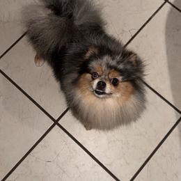 Pomsky puppies from OG's Pomskies
