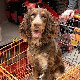 Noochee  - English Springer Spaniel