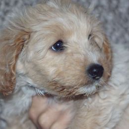 Pisces - Aussiedoodle puppy in Stockton, California from Family Doodles