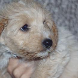 Pisces - Aussiedoodle puppy in Stockton, California from Family Doodles