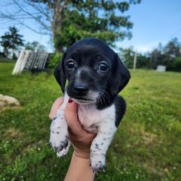 Penny - Piebald female Dachshund puppy in Cedarcreek, Missouri from Cedarcreek Dachshunds