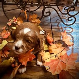 Jolly - Red  male Goldendoodle puppy in Bradenton, Florida from Christianna’s Mini Goldendoodles